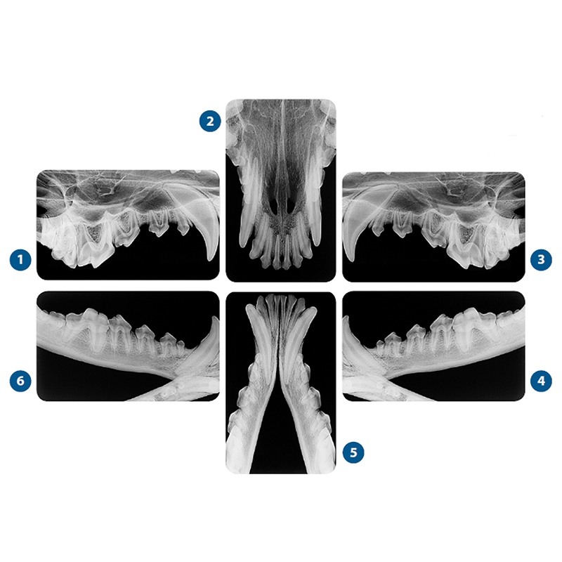 Sistema de placas de imagen dental CR7 Vet
